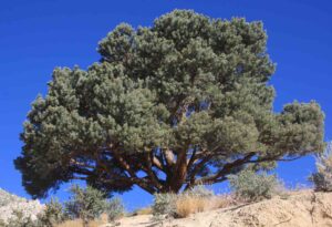 Pinyon Pine