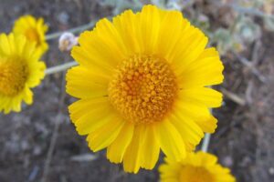 Desert Marigold